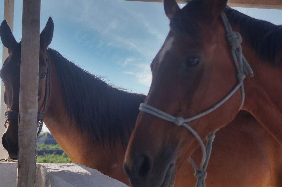 Akrotiri: Guided Horseback Riding Day Trip to a Beach - Reaching Vlychada and the beach photo stops you’ll thank yourself for