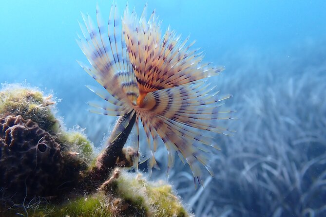 Discover Scuba Diving in Santorini - Value in Santorini: Is $118.58 a Good Deal?