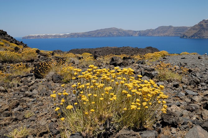 Full Day Santorini Caldera Cruise - Who Should Book This Cruise, and Who Might Not