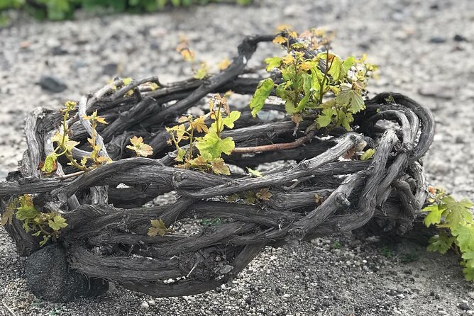 Private Discovery Tour with Wine Tasting - Akrotiri - Red beach - Red Beach: Volcanic Color, Photo Time, and Summer Refreshments