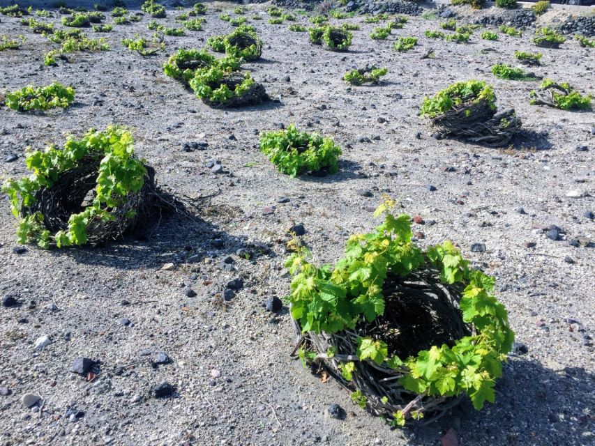 Private Group Visit to Akrotiri & 3 Wineries with Tastings - The Human Factor: Guides That Turn a Day Into a Memory