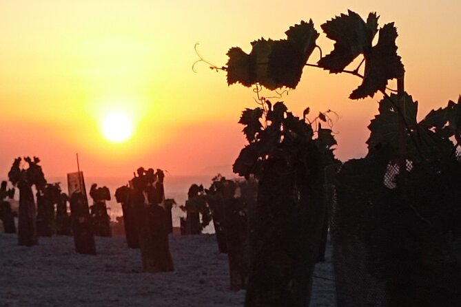 Private Olive Oil tasting & Liqueur experience - Vegan-Friendly, Certified Organic Treats That Keep the Tasting Comfortable