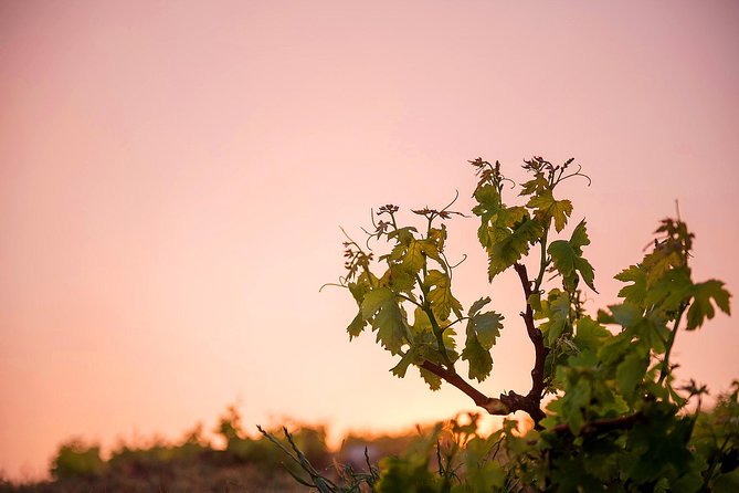 Private Santorini Wine Roads Tour with Tastings - Views and timing: where the scenery fits in