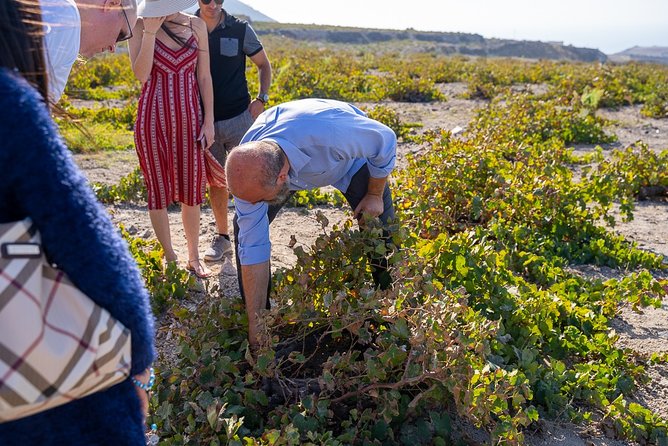 Private Santorini Wine Roads Tour with Tastings - Where this tour fits best (and who should skip it)