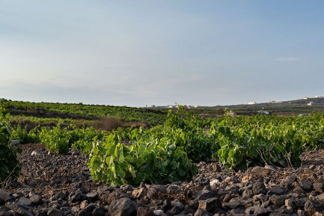 Private Wine Adventure Tour in the Most Distinct Wineries - Key Highlights You’ll Actually Care About