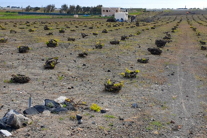 Santorini: 4hr Private Wine Tasting Tour - Stop 3 Domaine Sigalas: the third hour and why it matters