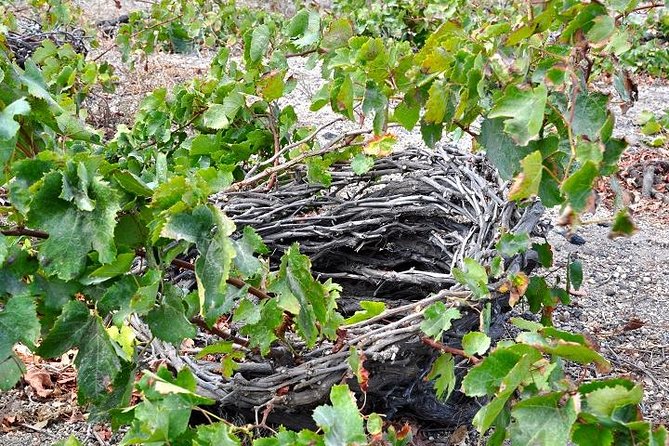 Santorini: 4hrs Small Group Wine Tasting Tour with Local Bites - The kouloura lesson at Santorini Experts