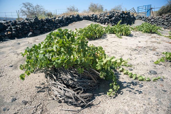 Santorini Archaeology and Wine Small-Group Tour with Tastings - Stop 3: Volcanic wine tasting at a Santorini winery