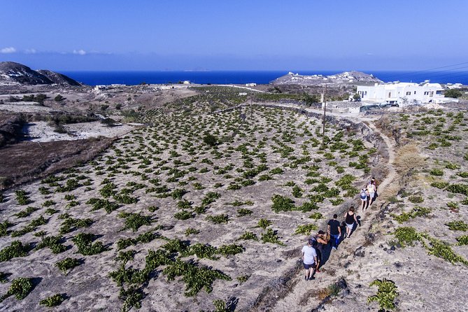 Santorini : Cooking Class & Easy Hike - Price and Value: What You Get for $178.62