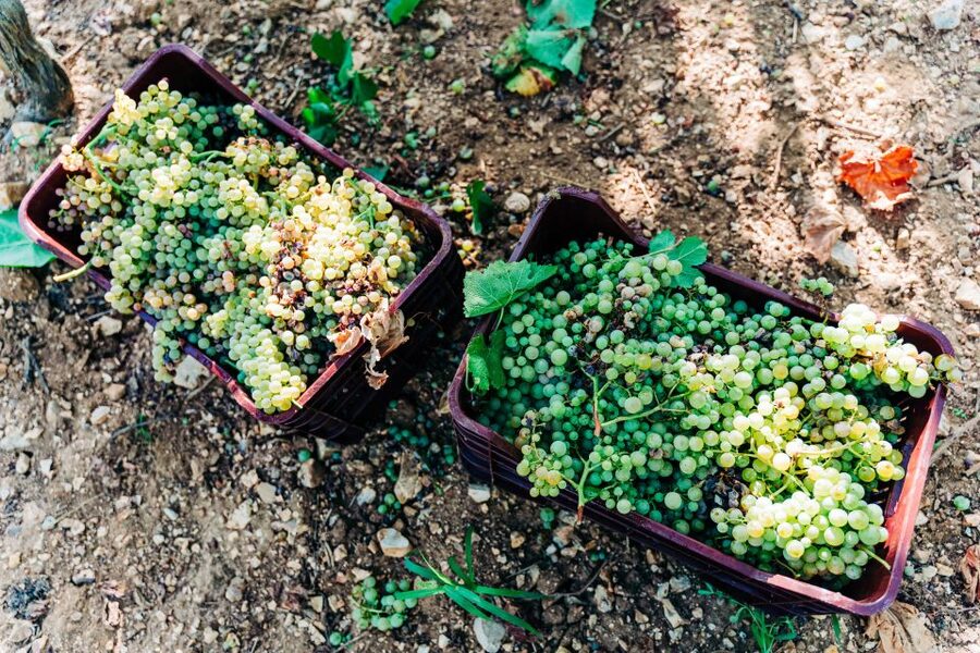 Santorini: Greek Cooking Class with Wine Tasting - Key Highlights Worth Booking For