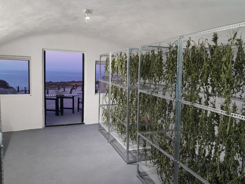 Santorini: Private Agri-Educational Visit to an Organic Farm - Black currants in Santorini, plus herbs like caper and thyme