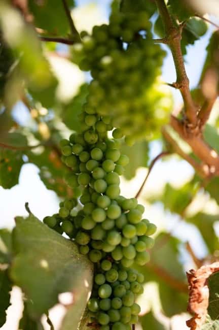 Santorini: Private Agri-Educational Visit to an Organic Farm - Tastings you can name, and what they’re actually telling you