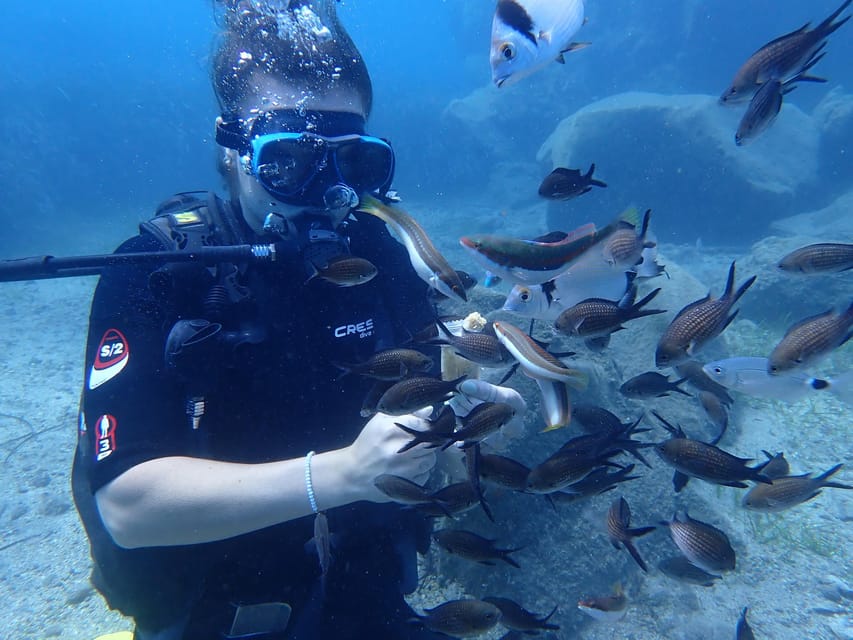 Santorini: Scuba Diving - Santorini’s Marine Life: What You Should Look For