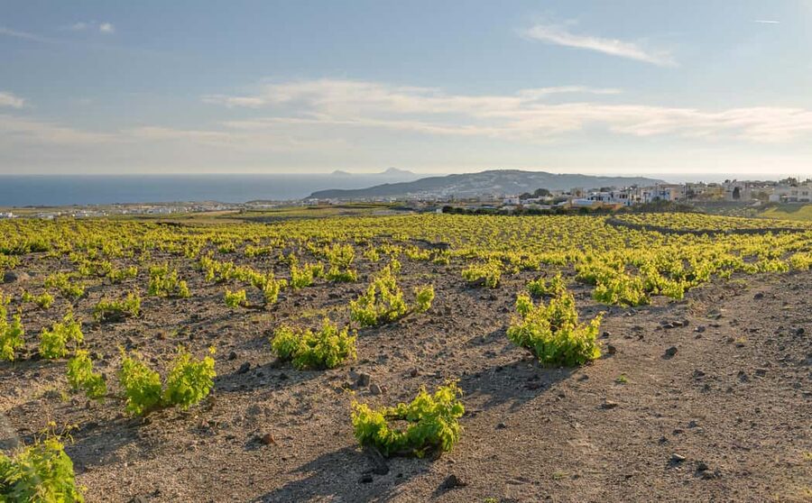 Santorini: Through the Grapevine Tour Winery Tasting Tour - Price and value: what you get for $209