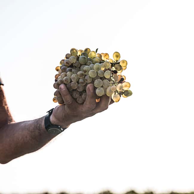 Santorini: Through the Grapevine Tour Winery Tasting Tour - Who should book this (and who should skip it)