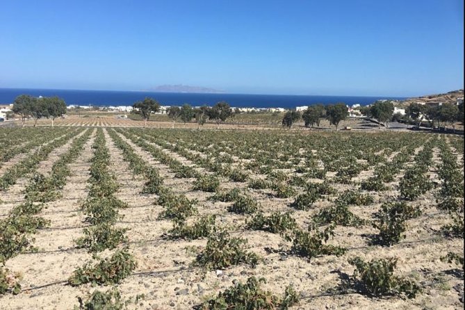 Santorini Wine Adventure with 12 Wine Tastings, Tapas and Sunset - The volcanic-wine lesson starts at Estate Argyros