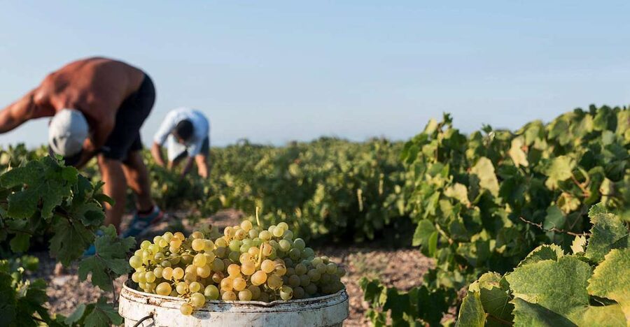 Santorini Wine Roads: Tour of 3 Wineries with a Sommelier - Group size and guide personalities, what the reviews reveal