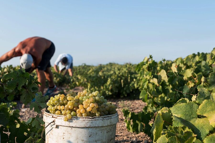 Santorini Wine Roads: Tour of 3 Wineries with a Sommelier - Mercedes Minibus pickup and the practical pace of the day