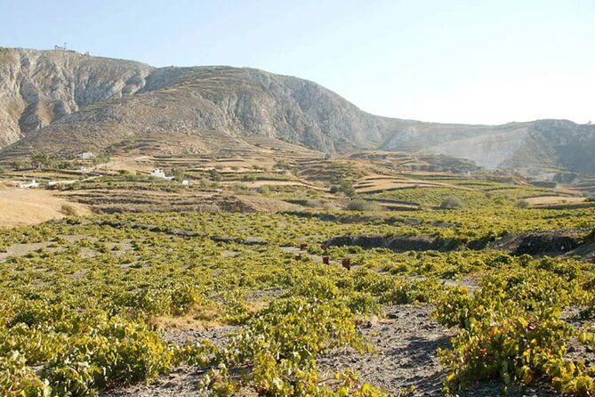 Santorini Wine Tasting: Day or Sunset Private Tour - Who This Private Santorini Wine Day Works Best For
