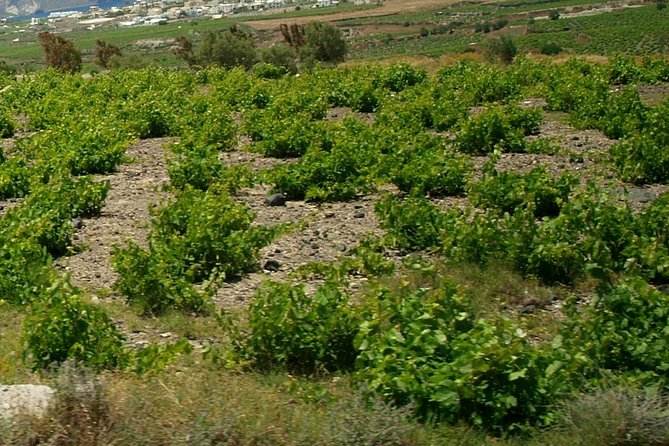 See Santorini in 4 hours - Tailor made tour!!! - Megalochori and Red Beach: traditional village time plus dramatic photos